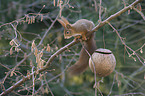 Eurasian red squirrel