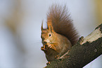 Eurasian red squirrel