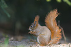 Eurasian red squirrel