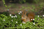 Eurasian red squirrel