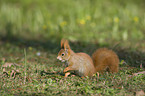 Eurasian red squirrel