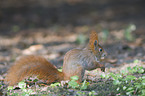 Eurasian red squirrel