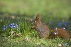 Eurasian red squirrel