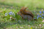 Eurasian red squirrel