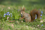 Eurasian red squirrel