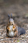 Eurasian red squirrel