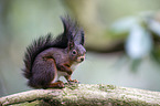 Eurasian red squirrel