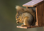 Eurasian red squirrel