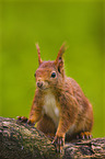 Eurasian red squirrel