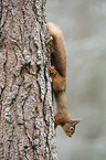 Eurasian red squirrel