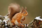 Eurasian red squirrel