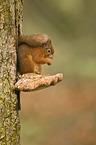 Eurasian red squirrel