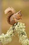 Eurasian red squirrel