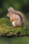 Eurasian red squirrel