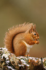 Eurasian red squirrel