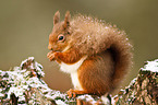 Eurasian red squirrel