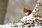 Eurasian red squirrel
