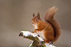 Eurasian red squirrel
