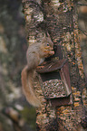 Eurasian red squirrel