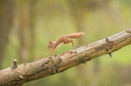 Eurasian red squirrel
