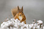 Eurasian red squirrel
