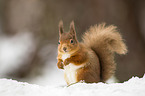 Eurasian red squirrel
