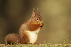 Eurasian red squirrel