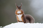 Eurasian red squirrel