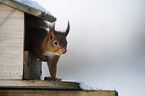 Eurasian red squirrel