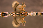 Eurasian red squirrel