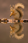 Eurasian red squirrel