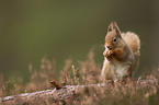 Eurasian red squirrel