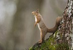 Eurasian red squirrel