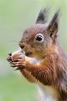 Eurasian red squirrel