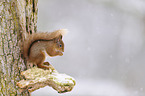 Eurasian red squirrel
