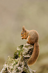 Eurasian red squirrel