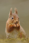 Eurasian red squirrel