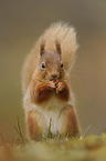 Eurasian red squirrel