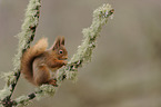 Eurasian red squirrel