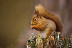 Eurasian red squirrel