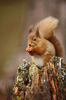 Eurasian red squirrel