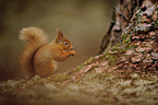 Eurasian red squirrel