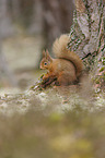 Eurasian red squirrel