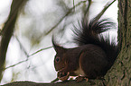 Eurasian red squirrel