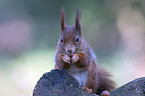 Eurasian red squirrel