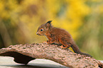 Eurasian red squirrel
