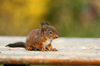 Eurasian red squirrel
