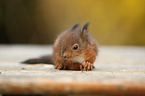Eurasian red squirrel