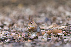 Eurasian red squirrel