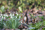 Eurasian red squirrel